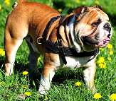  Leather Dog Harness : Padded and Adjustable : Designed to Fit Your English Bulldog just Perfect