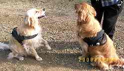 dog harness for tracking