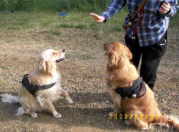 dog harness for tracking