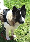 designer dog harness