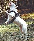 All Weather dog harness for tracking / pulling Designed to fit american bulldog