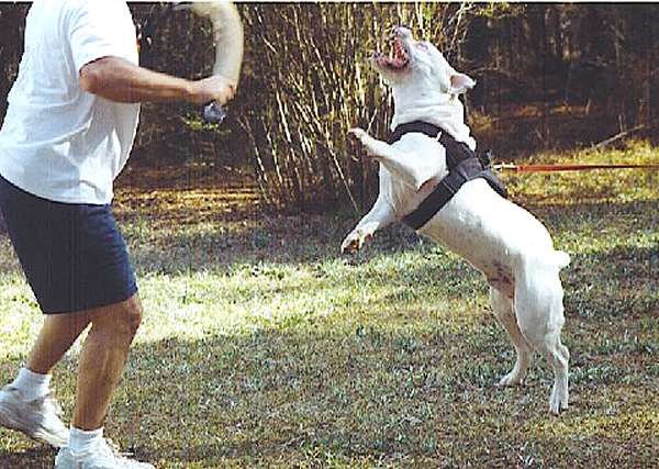 All Weather dog harness for tracking / pulling Designed to fit american bulldog