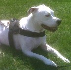 r dog harness for  american bulldog