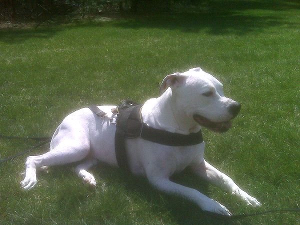 All Weather dog harness for training american bulldog