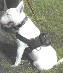 Bull Terrier dog harness