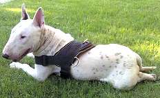 Bull Terrier dog harness 