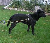 Nylon multi-purpose dog harness 