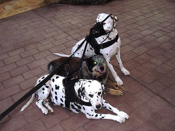 Dalmatin dog harness