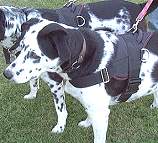 Dalmatin dog harness