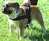 Dog harness for training English bulldog