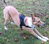  dog harness for tracking 