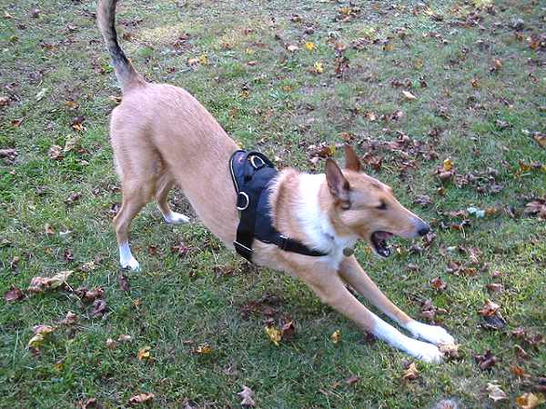Nylon dog harness for tracking / pulling Designed to fit Belgian Malinois