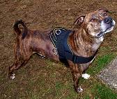  dog harness for tracking / pulling with extra handle.