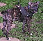  staffordshire bull terrier dog harness for tracking / pulling with extra handle.