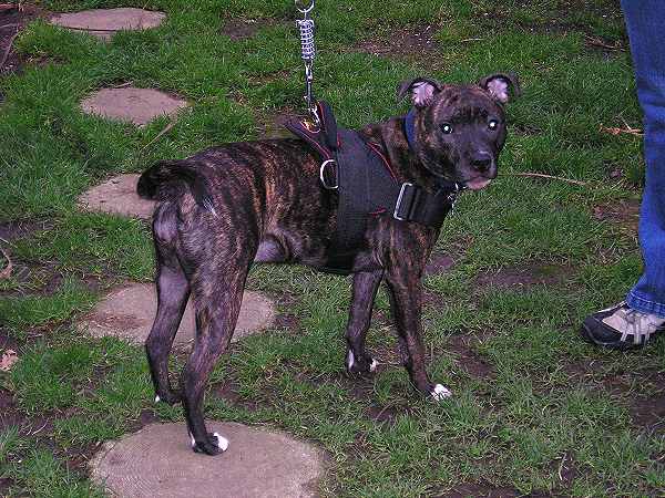 Staffordshire Bull Terrier Staffordshire Bull Terrier