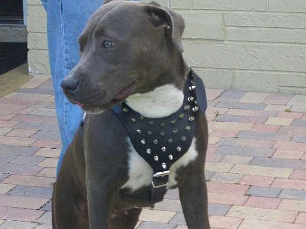 Spiked Dog Harness