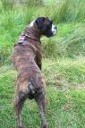 Leather dog harness for agitation,protection and attack.Padded. Proud Archies' owner Paul from UK