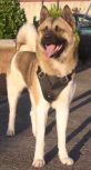 Leather dog harness