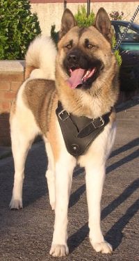 Leather dog harness