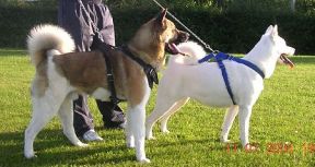 Leather dog harness