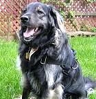 Nylon multi-purpose dog harness for tracking / walking with extra handle.