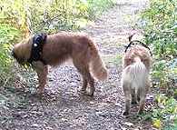 for dog harness 