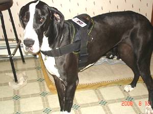 Nylon dog harness for tracking / pulling Designed to fit Dogue De Bordeaux