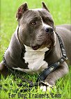 leather dog leash 