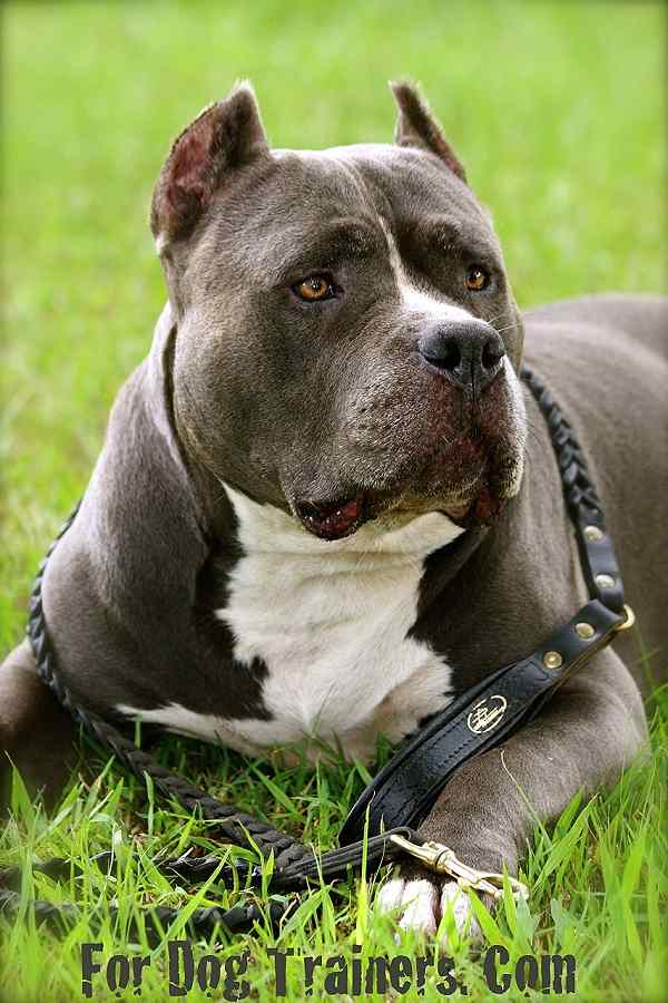 leather dog leash 