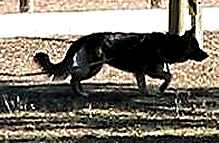 Nylon dog leash for training and tracking