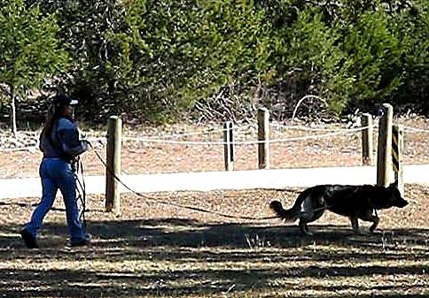 Nylon dog leash for training and tracking
