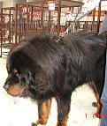Short leather dog leash for Tibetan Mastiff