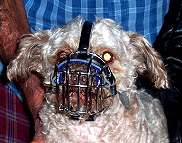 Pekepoo muzzle