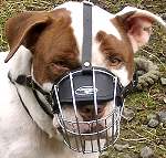 American Staffordshire Terrier 