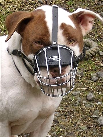 American Staffordshire Terrier 