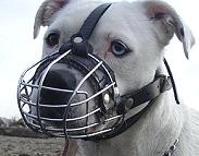 training dog muzzles