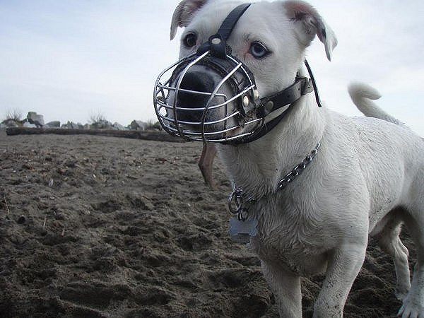 training dog muzzles