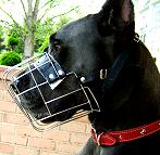 Great Dane wire dog  muzzle 