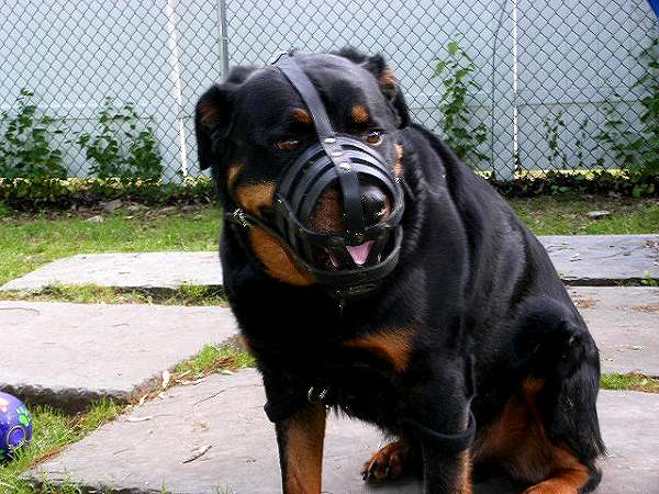 rottweiler bite strength rottweiler bite www imgkid the image kid has it rottweiler bite strength rottweiler bite www imgkid the image kid has it