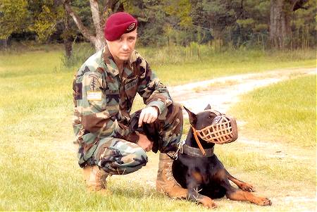 Sargent Major Limp wearing our Leather basket dog muzzle - proud owner Travis Brewer
