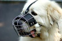 Dog Muzzle