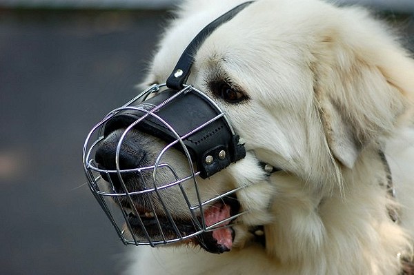 Can Dogs Still Bark With A Muzzle On Can Dogs Still Bark With A Muzzle On
