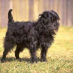 Affenpinscher muzzle