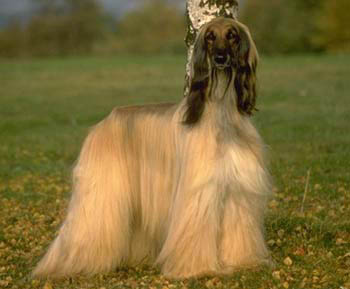 Afghan Hound  muzzle