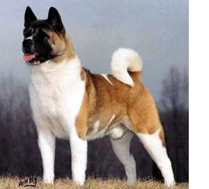 http://www.fordogtrainers.com/ProductImages/dog-breeds-muzzles/Akita-muzzle-Akita.jpg