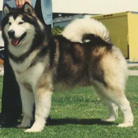 http://www.fordogtrainers.com/ProductImages/dog-breeds-muzzles/Alaskan-Malamute-muzzle-Alaskan-Malamute.jpg