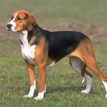 American Foxhound muzzle