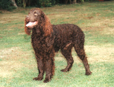 American Water Spaniel  muzzle
