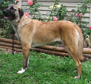 Anatolian Shepherd Dog  muzzle
