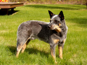 Australian Cattle Dog muzzle